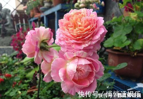 月季|最厉害的养花营养液给月季花喝一勺，猛长笋芽，花开满枝头