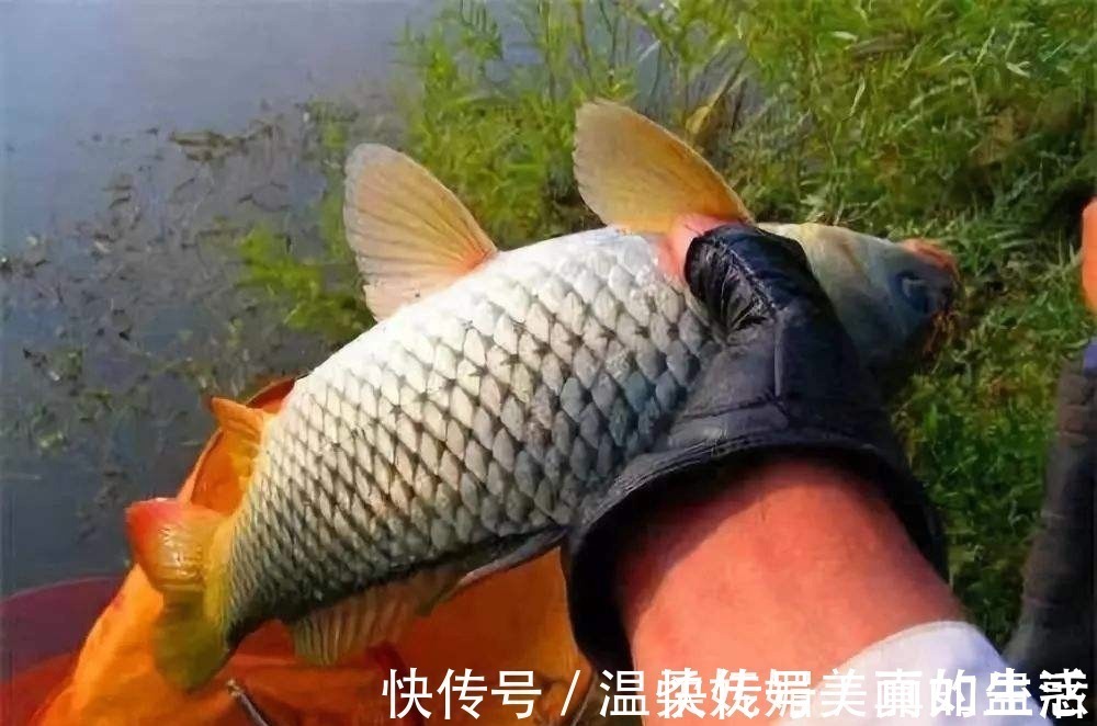 夏秋季|钓鲤鱼最好的饵料不在渔具店,而在菜市场,这三样东西混合就行