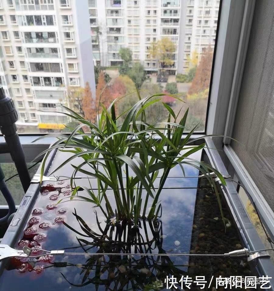 这种草很好养，名叫风车草，适合造景，只要有水，它就死不了