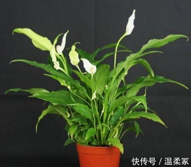 这些大吉大利的盆栽,生意人都爱摆一盆,你家里有吗