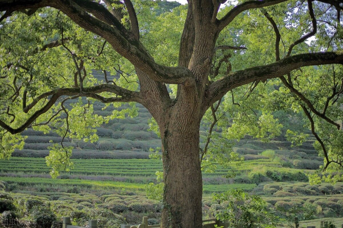 事物|《老子》的智慧:除了强大,我们别无选择