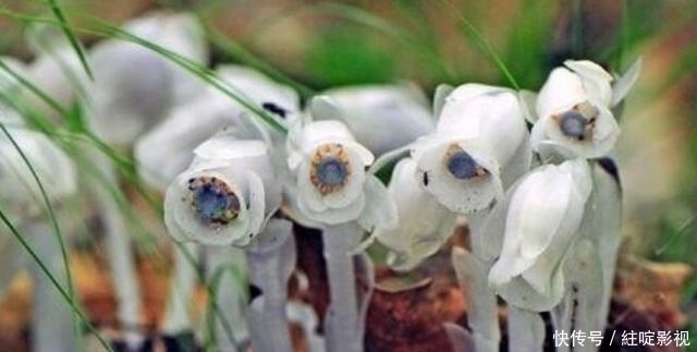 此为“冥界之花”,又称“幽灵草”,如果在野外遇见,切莫踩到