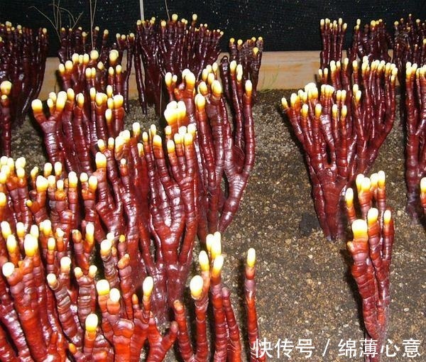 鹿茸|这东西,人称“鹿角灵芝”,曾是皇帝贡品,如今价格亲民,认识下