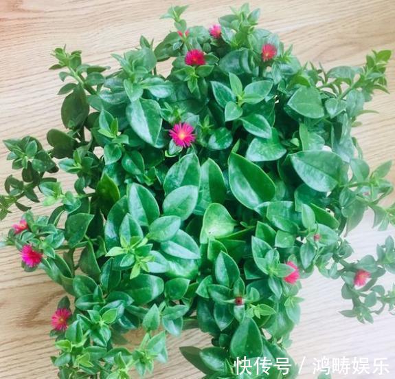 浇水|养盆牡丹吊兰,枝粗叶肥开花多,好看又好吃,越吃越上瘾