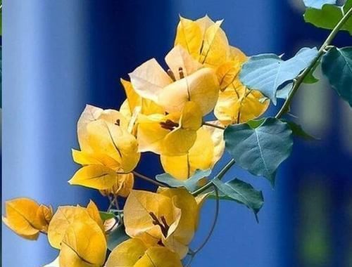 这10种花超级怕冷,再不搬进屋,小心只剩下盆了