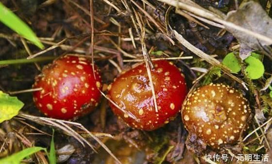 农村|农村一种常见的“野果”,烂在地里无人要,现如今卖到20一斤