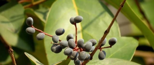 果实|它是养肝明目“特效药”,路边很常见,遇到别错过