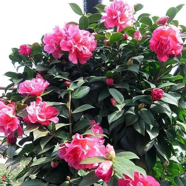 养护|天冷了,3种花别“急着”搬进屋,在外“冻一冻”,开花又多又艳