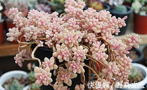 普货|6种普货多肉,皮实又好养,容易出状态,长成小老桩,适合新手!