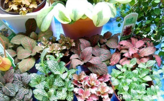 2月养花种草,面对着时冷时热的气候变化,园艺人该怎么做