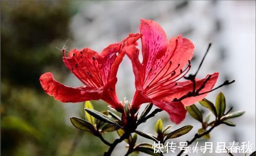 映山红|中国十大名花之一,四季开花,观赏价值高,一花多色,漂亮又芳香