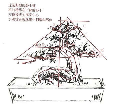  干式|“正斜”一点点微小的差距，竟成为直干与卧干两种盆景形式！