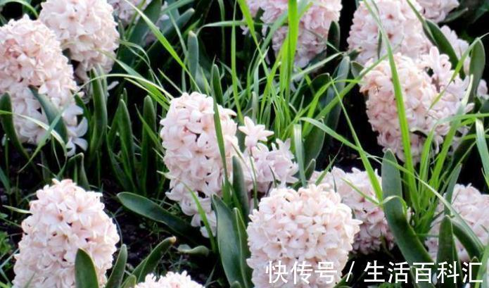 洋水仙|这4种花不易生病好养活,开花就爆盆,园艺新人小白入手不吃亏