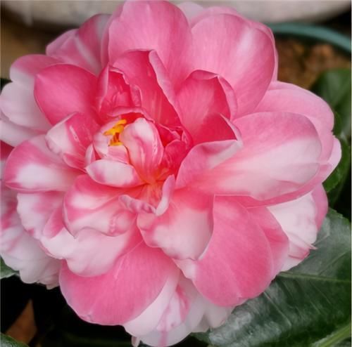 落蕾|茶花开了,没几天就蔫了,注意3点,开花如碗大