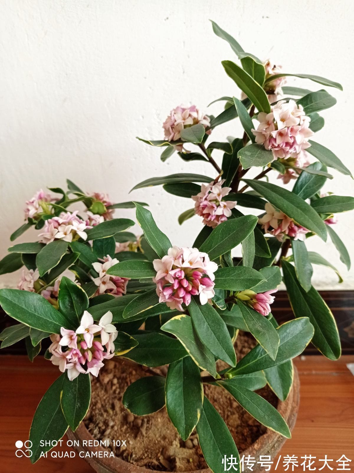 年底养些喜庆花,家里一年都吉祥,6种年宵花现在买正合适