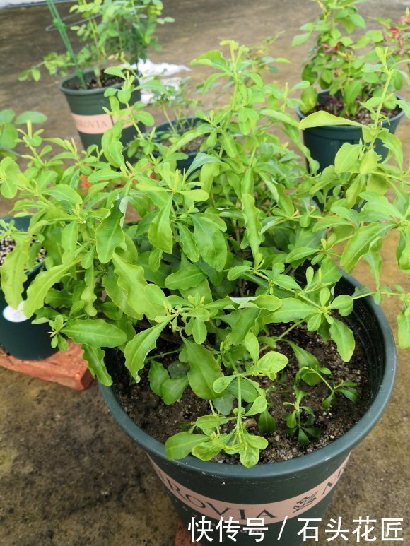 修剪|家里有5种花，12月之前要“动剪刀”，舍得剪、花量翻倍