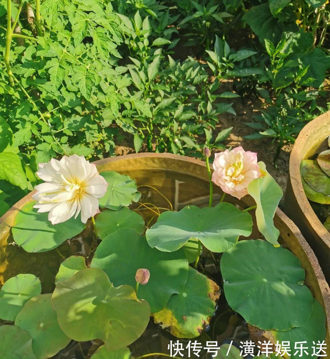 矮牵牛|70岁老妈,一天也闲不住,院子里种满了花!