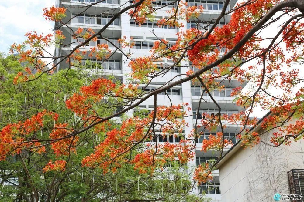 凤凰树|【怒江旅游】凤凰花开，染红小城六库