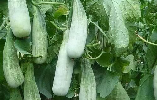 养肝护肝|女性不想早衰,坚持吃三种食物,淡化色斑,养肝护肝,改善睡眠