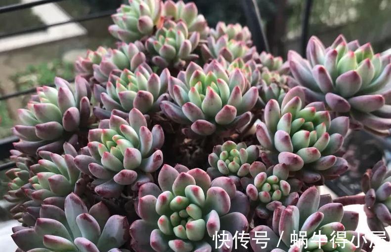 光照|哪些因素会影响到多肉蓝苹果出状态?此3点,不容忽视!