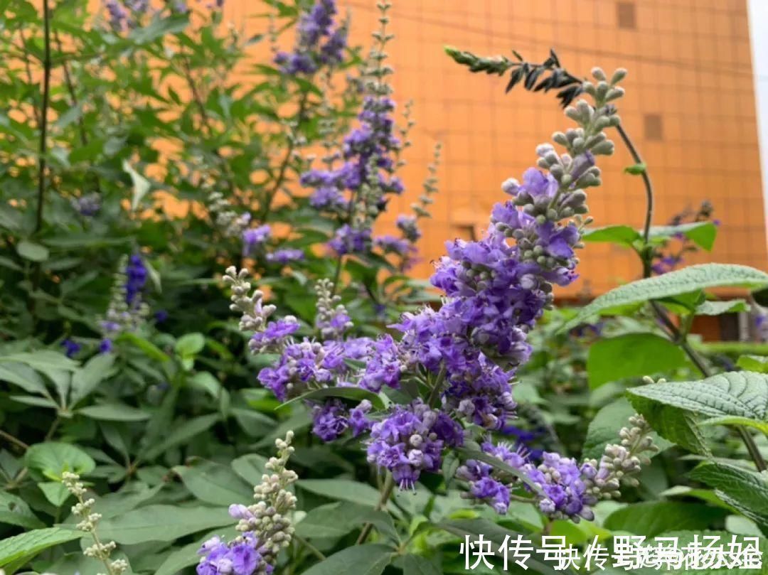 牡荆|农村当柴烧的花，原来可以当盆景，给一千块也不卖