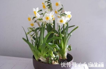 盆栽|这几种盆栽不花钱白送你都别要,尤其是第二种,到时候扔就晚了!