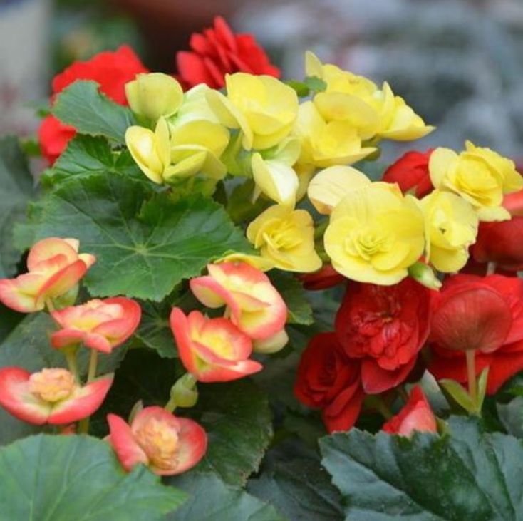 此款花卉，好养易爆盆，花开媲美玫瑰，花朵姿态万千，美