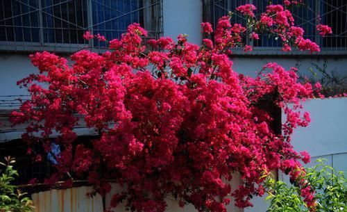漂亮|有个小院子,养上4种花,花量大,花期长,全年开花300天