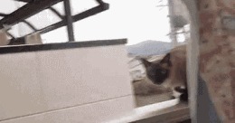 |搞笑GIF：这一跳确实挺意外 原谅我不厚道的笑了