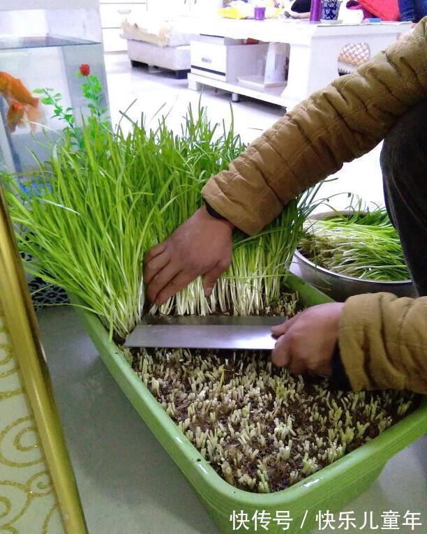 栽种|5步教你盆栽韭菜,根根粗壮“像小葱”,过年割了,包饺子