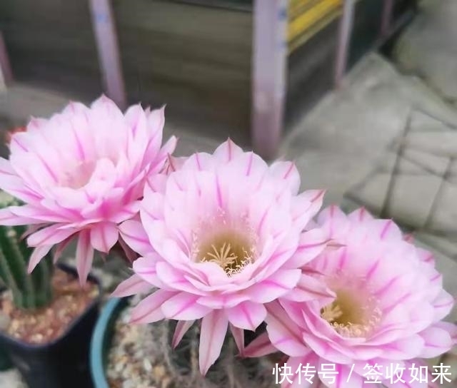 发黄|20种花卉的20个常见问题,养花人必看