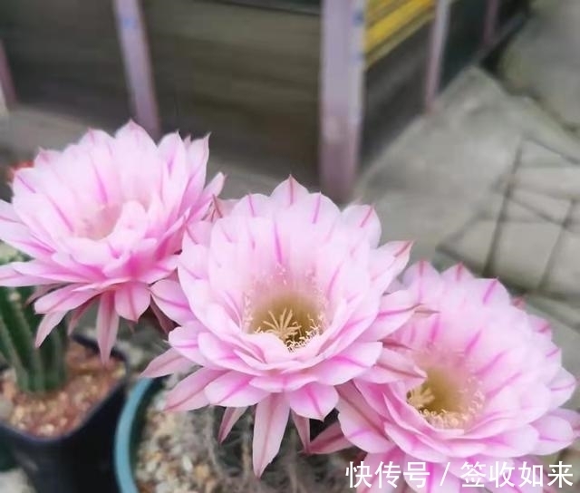 发黄|20种花卉的20个常见问题，养花人必看