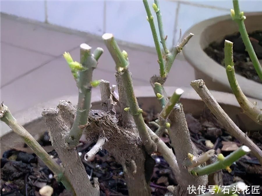 家里有此“4种花”，立春后就得“赶紧”修剪，迟了会影响生长
