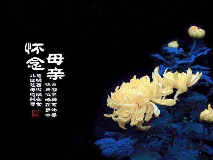 菏泽市@青未了｜张芳华：过年思母