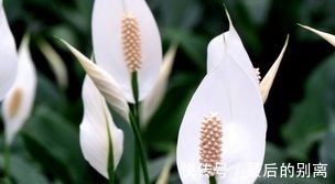 叶片|白掌栽培过程中，叶片和茎干枯萎有哪些原因这里知道来看看吧！