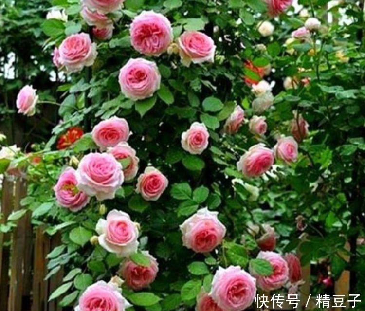 4种花养在家里，花色丰富，花姿美丽，花香怡人