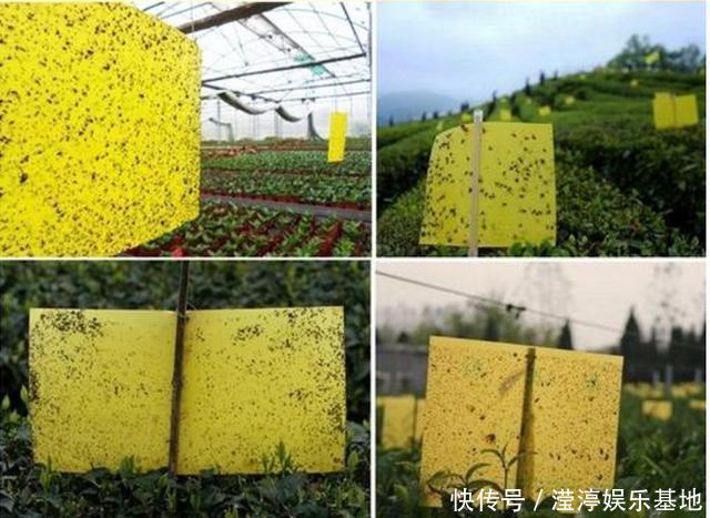 阳台还在晒衣服,拿来种菜可以吃上一整年,可香了!