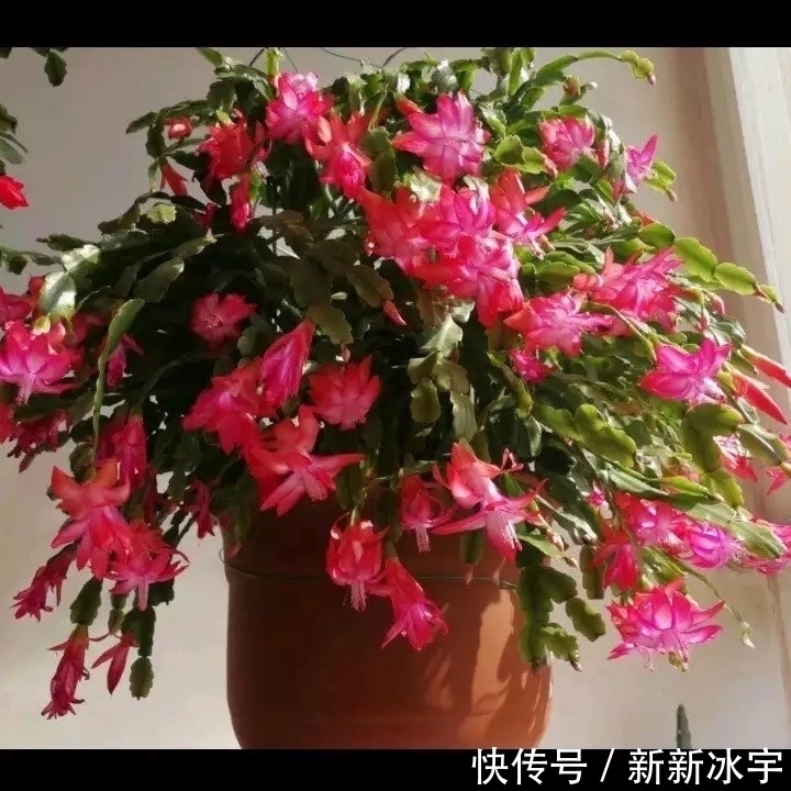 仙人掌嫁接蟹爪兰,做不到4点,徒劳无功,嫁接一盆坏一盆