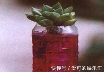 原来多肉是这么换盆的,快来学学
