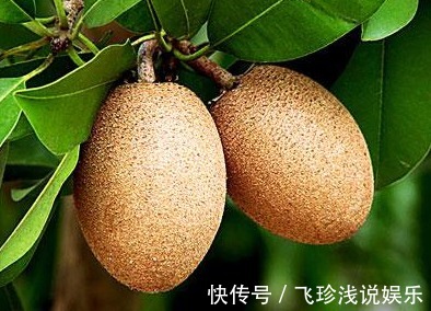 追肥|人心果延长寿命、美容养颜、果农掌握种植要点,收获高产的人心果