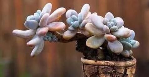 3种多肉,天热少浇水,养护成“老桩”,欣赏价值高