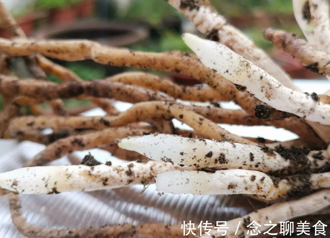 梅雨季节|梅雨季节室外养兰花,如何有效避免烂根?这个技巧值得收藏