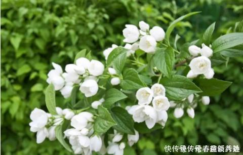 最厉害的养花营养液给茉莉花喝一勺,叶子翠绿,一盆开花100朵