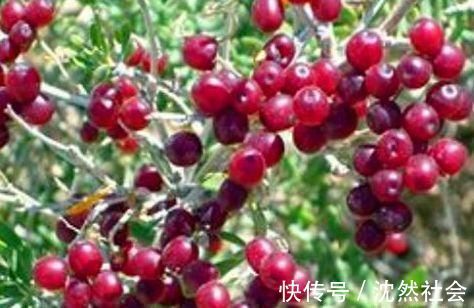 美容养颜|对身体最好的3种食物,值得天天吃一些,延缓衰老,美容养颜!