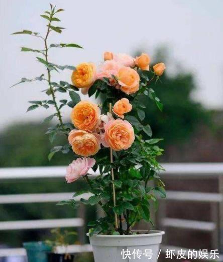 3种过期小药片,用来养花疯长不停,不黄叶不烂根,延长花期