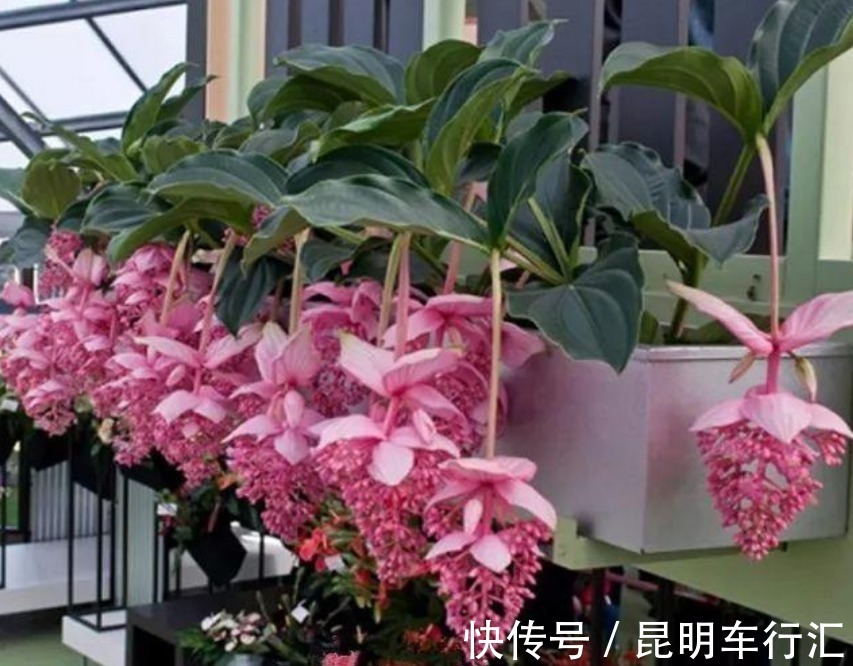 4种“女王花”，美出新天地，高端大气上档次，谁见了都想养！