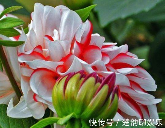 大丽花|秋天养菊花，就养盆“名贵菊花”，花开“乐天红”，美艳动人！