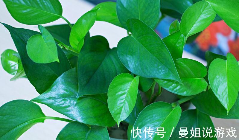 养花总黄叶,学会1招,3天绿回来,花卉蹭蹭长