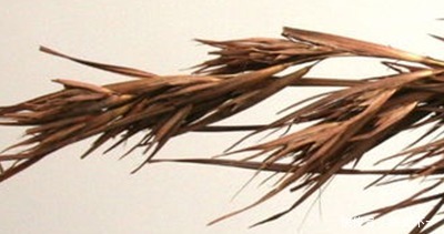 楚国|筚路蓝缕、以启山林,贫寒楚地之人的努力超乎常人