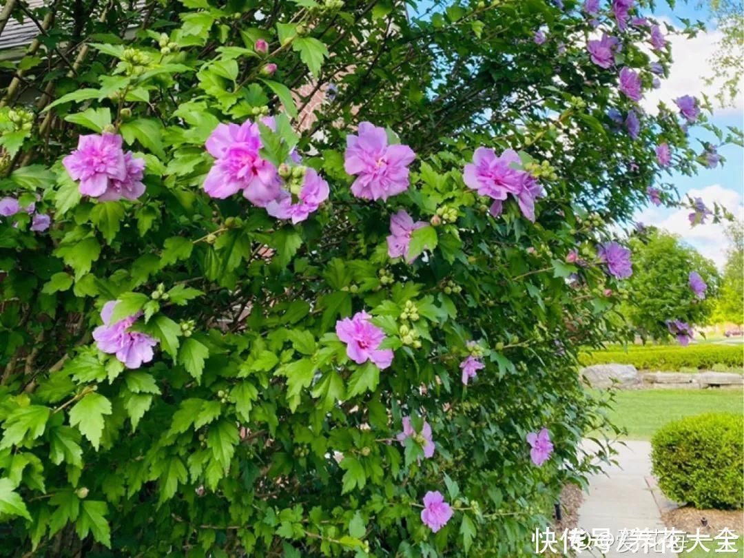 16种特长寿的植物,养十年以上,那都算年轻